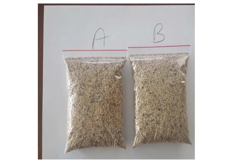 Natural Whitish & Golden Sesame Seeds (99% Purity Grade A & B)